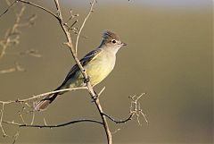 Yellow-bellied Elaenia